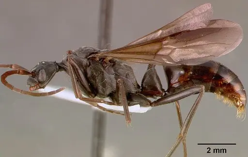 Megaponera analis specimen SAM-HYM-C000749A image sam-hym-c000749a_3