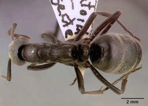 Megaponera analis specimen SAM-HYM-C000749B image sam-hym-c000749b_1