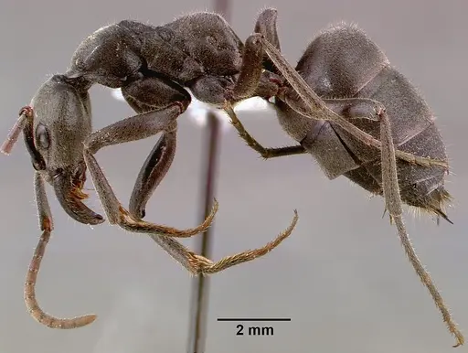 Megaponera analis specimen SAM-HYM-C000749B image sam-hym-c000749b_3