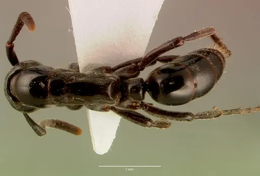 Megaponera analis specimen SAM-HYM-C008323A image sam-hym-c008323a_1