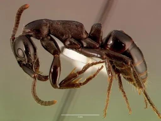 Megaponera analis specimen SAM-HYM-C008323A image sam-hym-c008323a_3
