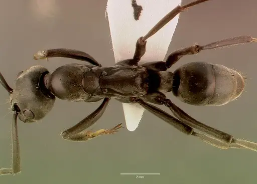 Megaponera analis specimen SAM-HYM-C008323B image sam-hym-c008323b_1