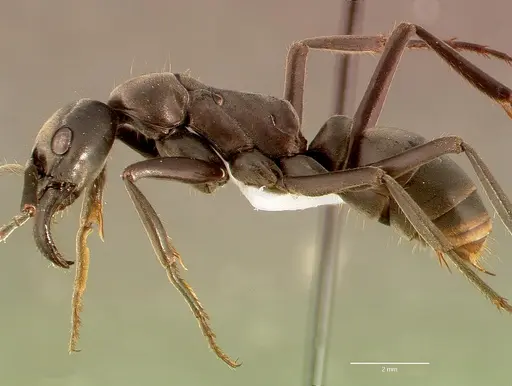 Megaponera analis specimen SAM-HYM-C008323B image sam-hym-c008323b_3