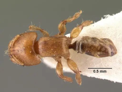 Melissotarsus beccarii specimen CASENT0101464 image casent0101464_1