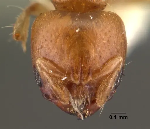 Melissotarsus beccarii specimen CASENT0101464 image casent0101464_2