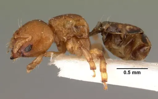 Melissotarsus beccarii specimen CASENT0101464 image casent0101464_3
