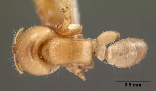Melissotarsus beccarii specimen CASENT0102042 image casent0102042_1