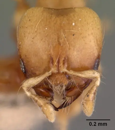 Melissotarsus beccarii specimen CASENT0102042 image casent0102042_2