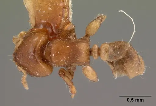 Melissotarsus beccarii specimen CASENT0102043 image casent0102043_1