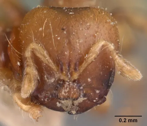 Melissotarsus beccarii specimen CASENT0102043 image casent0102043_2
