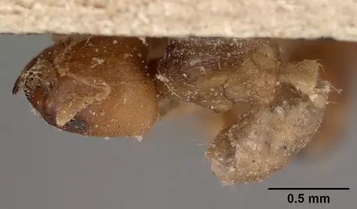 Melissotarsus beccarii specimen CASENT0102128 image casent0102128_1