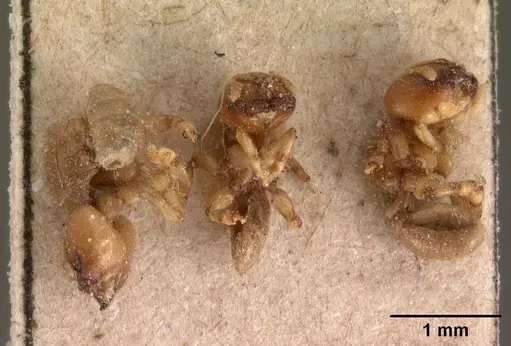 Melissotarsus beccarii specimen CASENT0102128 image casent0102128_2