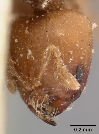 Melissotarsus beccarii specimen CASENT0102128 image casent0102128_3