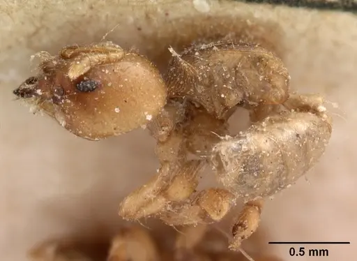 Melissotarsus beccarii specimen CASENT0102128 image casent0102128_4