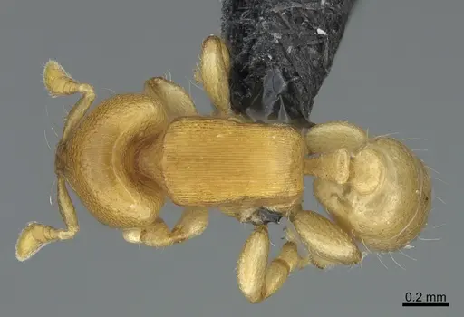 Melissotarsus beccarii specimen CASENT0170793 image casent0170793_1