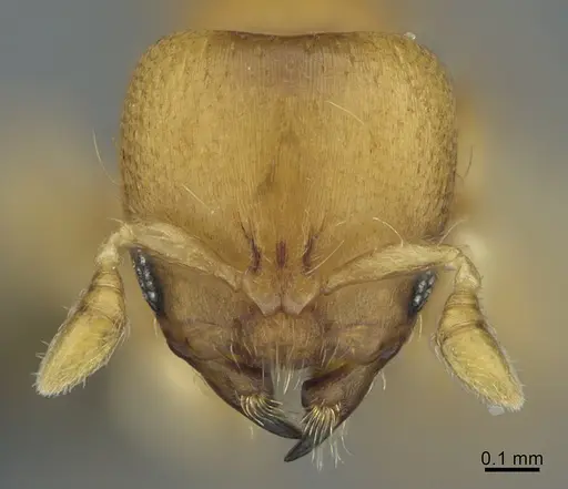 Melissotarsus beccarii specimen CASENT0170793 image casent0170793_2