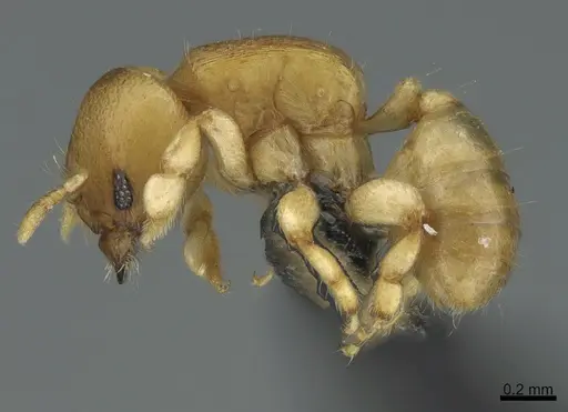 Melissotarsus beccarii specimen CASENT0170793 image casent0170793_3