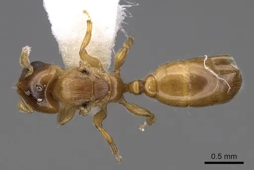 Melissotarsus beccarii specimen CASENT0922945 image casent0922945_1