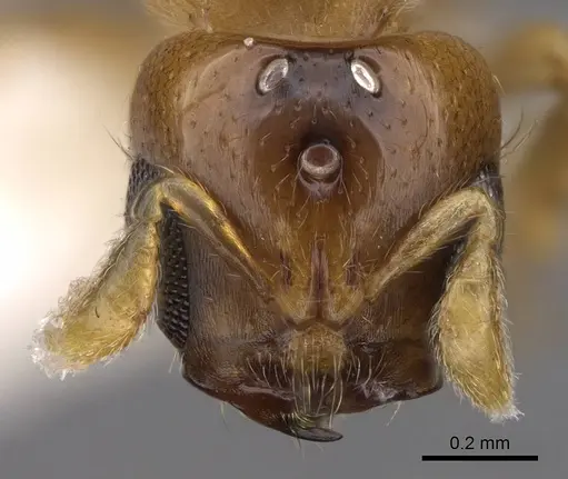 Melissotarsus beccarii specimen CASENT0922945 image casent0922945_2