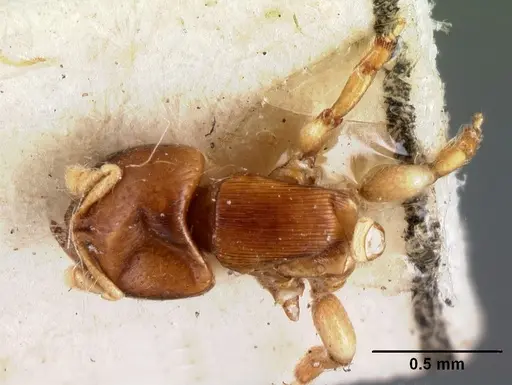 Melissotarsus emeryi specimen CASENT0101465 image casent0101465_1
