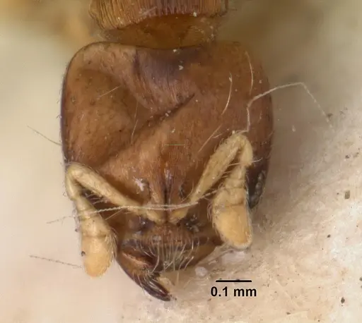 Melissotarsus emeryi specimen CASENT0101465 image casent0101465_2