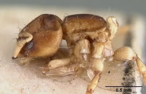 Melissotarsus emeryi specimen CASENT0101465 image casent0101465_3