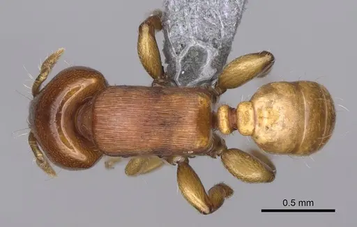 Melissotarsus emeryi specimen CASENT0362244 image casent0362244_1
