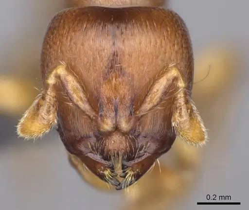 Melissotarsus emeryi specimen CASENT0362244 image casent0362244_2