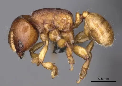 Melissotarsus emeryi specimen CASENT0362244 image casent0362244_3