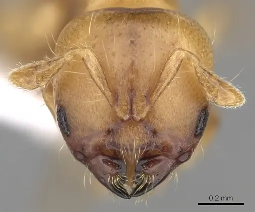 Melissotarsus emeryi specimen CASENT0426618 image casent0426618_1
