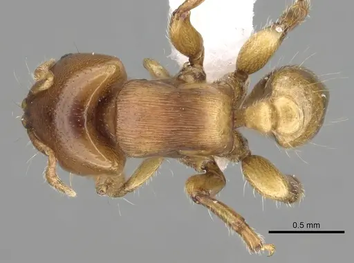 Melissotarsus emeryi specimen CASENT0426763 image casent0426763_1