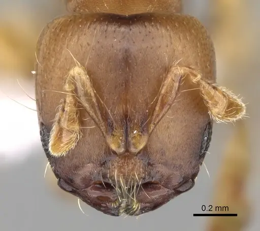 Melissotarsus emeryi specimen CASENT0426763 image casent0426763_2