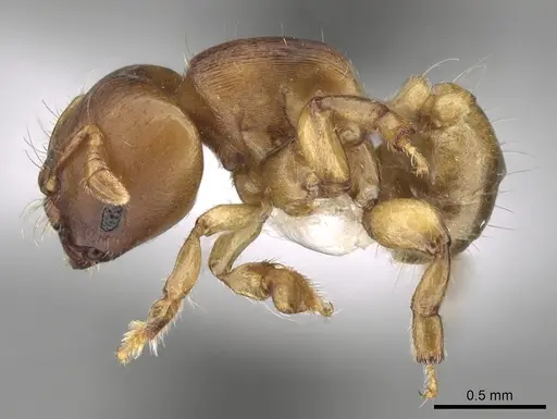 Melissotarsus emeryi specimen CASENT0426763 image casent0426763_3