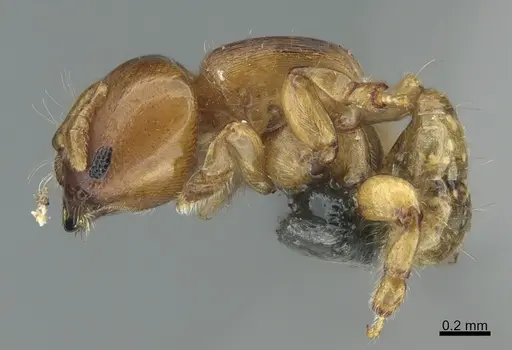 Melissotarsus emeryi specimen CASENT0775846 image casent0775846_1