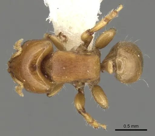 Melissotarsus emeryi specimen CASENT0900311 image casent0900311_1