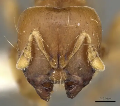 Melissotarsus emeryi specimen CASENT0900311 image casent0900311_2