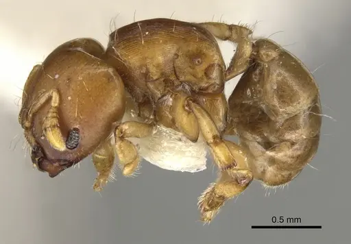 Melissotarsus emeryi specimen CASENT0900311 image casent0900311_3
