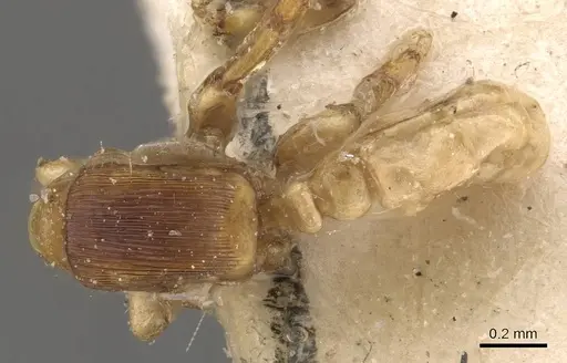 Melissotarsus emeryi specimen CASENT0908324 image casent0908324_1