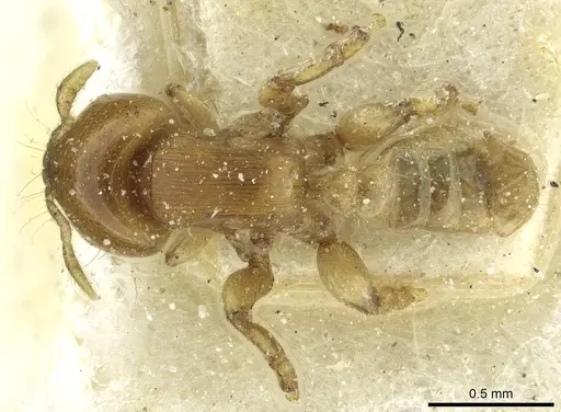 Melissotarsus emeryi specimen CASENT0913016 image casent0913016_1