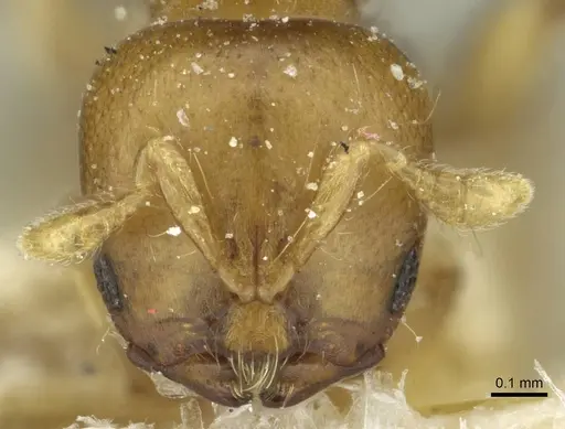Melissotarsus emeryi specimen CASENT0913016 image casent0913016_2