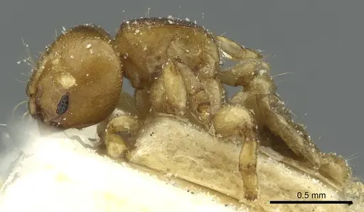 Melissotarsus emeryi specimen CASENT0913016 image casent0913016_3