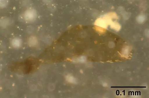 Melissotarsus insularis specimen CASENT0101093 image casent0101093_1