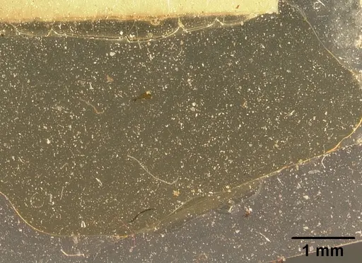 Melissotarsus insularis specimen CASENT0101093 image casent0101093_2