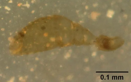 Melissotarsus insularis specimen CASENT0101093 image casent0101093_3