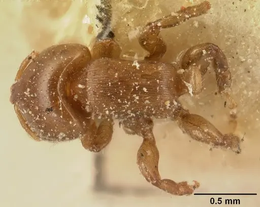 Melissotarsus insularis specimen CASENT0101094 image casent0101094_1
