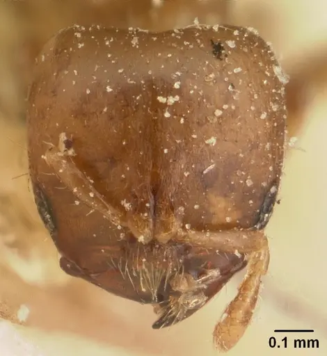 Melissotarsus insularis specimen CASENT0101094 image casent0101094_2