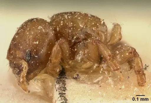 Melissotarsus insularis specimen CASENT0101094 image casent0101094_3