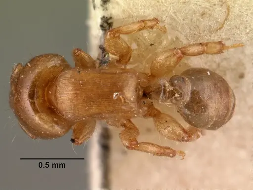 Melissotarsus insularis specimen CASENT0101466 image casent0101466_1