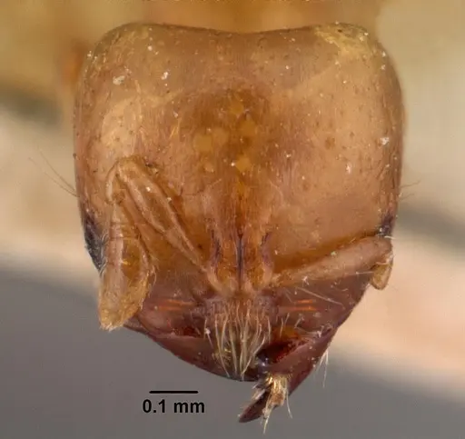 Melissotarsus insularis specimen CASENT0101466 image casent0101466_2