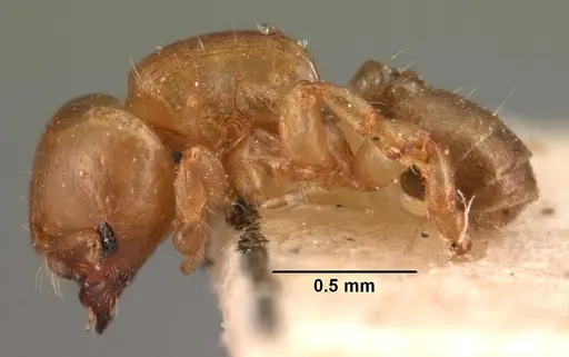 Melissotarsus insularis specimen CASENT0101466 image casent0101466_3